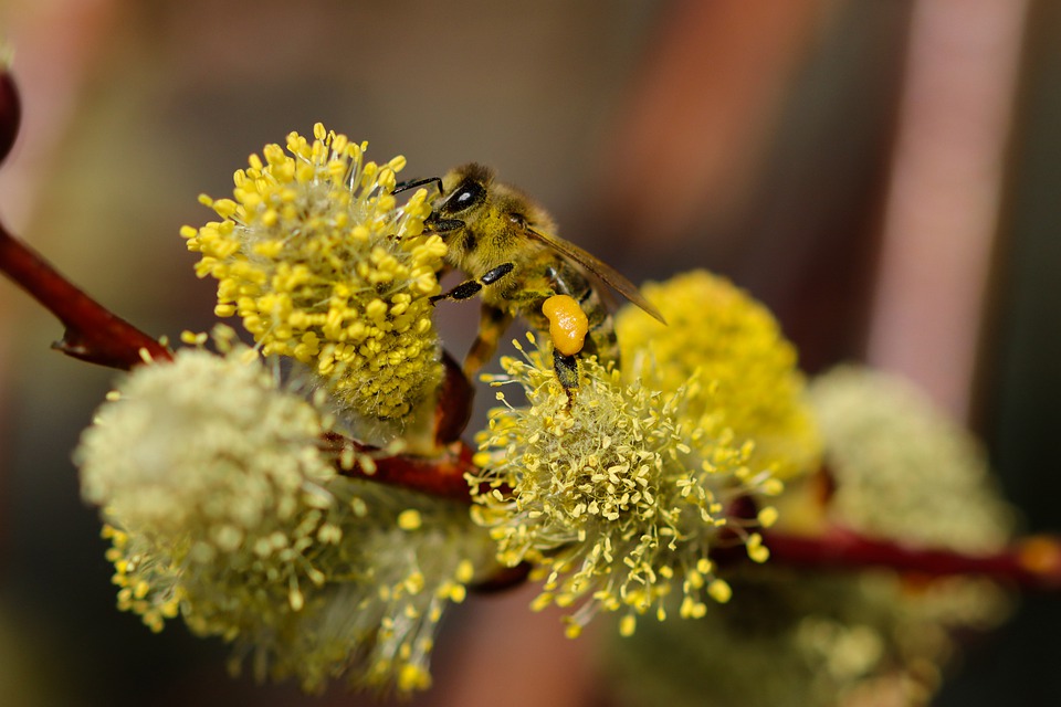 pollinering-bipollen-forever-bee-pollen